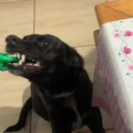 Bruna Lombardi Instagram - Avaliando a troca... #brincadeira #lovelydog #comida #pizza #cachorro