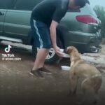 Bruna Lombardi Instagram - Ele alimenta muitos bichos de rua e os bichinhos agradecem. O Universo também. Via: @protetordotiktok #solidariedade #dogs #petslove #amor