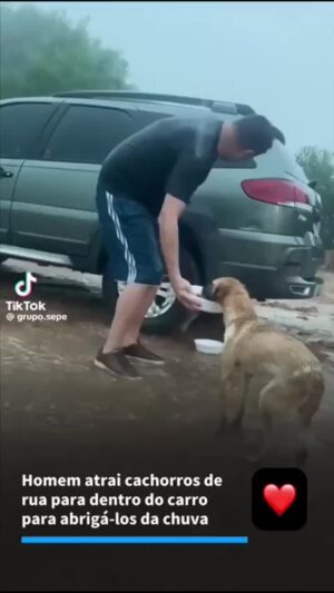 Bruna Lombardi Instagram - Ele alimenta muitos bichos de rua e os bichinhos agradecem. O Universo também.

 Via: @protetordotiktok

#solidariedade
#dogs
#petslove
#amor