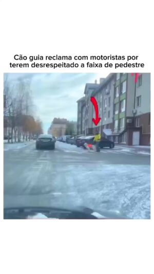 Bruna Lombardi Instagram - Ele fala por nós...

#redefelicidade
#animais
#cachorro
#respeito
#inclusão