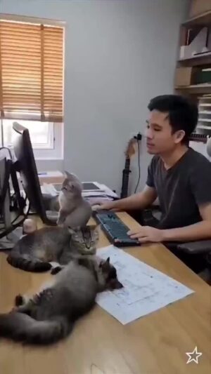 Bruna Lombardi Instagram - Tô só vendo se você trabalha direito...

#trabalho
#cats
#atençao
#companhia