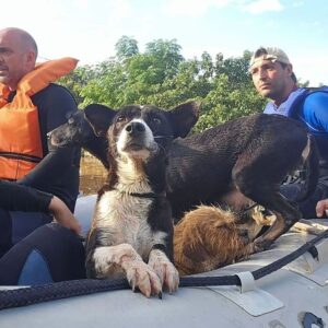 Bruna Lombardi Instagram - Gente, vamos seguir ajudando o nosso RS! A @deisefalci está fazendo um trabalho de super heroína! Ela já resgatou mais de 700 animais… em condições surreais e ela não desiste! Os bichos muitas vezes acabam sendo deixados pra trás ou se perdem e precisam muito da nossa ajuda ❤️ Quem puder doar algo, doe. A ajuda de cada um de nós faz uma diferença gigante!

Deise Falci de Castro
PIX: deisefalci@gmail.com