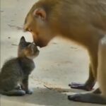 Bruna Lombardi Instagram - Amor e afeto acontecem e superam todas as diferenças. #amor #afeto #carinho #animals #vivaadiferença
