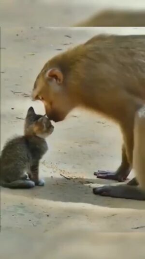 Bruna Lombardi Instagram - Amor e afeto acontecem e superam todas as diferenças.

#amor
#afeto
#carinho
#animals
#vivaadiferença