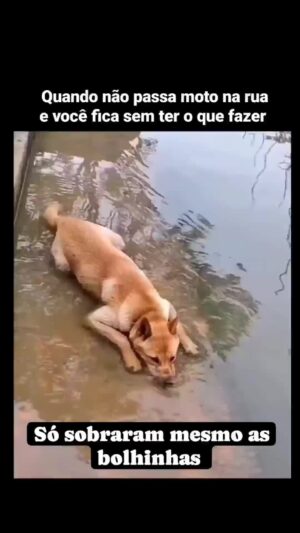Bruna Lombardi Instagram - Existe isso, gente? rsrsrs

#caramelo 
#caocaramelo 
#pet 
#cachorro