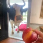 Bruna Lombardi Instagram - Olha só a gratidão dos animais... e a notícia se espalha rsrs DM for credit #gratidao #boanoticia #animalslove #compartilhar