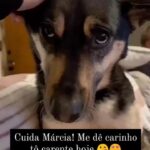 Bruna Lombardi Instagram - Alguem tá assim? DM for credit #carinho #atencao #petlovers