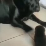 Bruna Lombardi Instagram - Quando o adulto não tem maturidade... #maturidade #mundopet #dogs