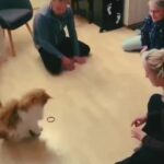 Bruna Lombardi Instagram - Parceiros de jogo... #redefelicidade #animais #gato