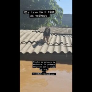 Bruna Lombardi Instagram - Gente, vamos seguir ajudando o nosso RS! A @deisefalci está fazendo um trabalho de super heroína! Ela já resgatou mais de 700 animais… em condições surreais e ela não desiste! Os bichos muitas vezes acabam sendo deixados pra trás ou se perdem e precisam muito da nossa ajuda ❤️ Quem puder doar algo, doe. A ajuda de cada um de nós faz uma diferença gigante!

Deise Falci de Castro
PIX: deisefalci@gmail.com