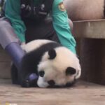 Bruna Lombardi Instagram - Quero muuuuito esse emprego!!!! #melhortrabalho #panda #animals #love
