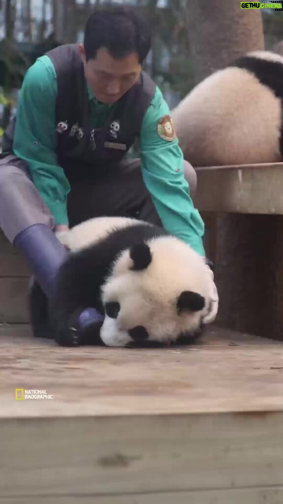 Bruna Lombardi Instagram - Quero muuuuito esse emprego!!!! #melhortrabalho #panda #animals #love