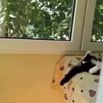 Bruna Lombardi Instagram - Domingo, amados, e a gente tá como? DM for credit #redefelicidade #animals #cat