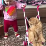 Bruna Lombardi Instagram - A gente começa cedo... rsrs 📽 from @natalia.mlv #redefelicidade #animals #cute