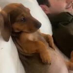 Bruna Lombardi Instagram - Ele adora sentar confortável e assistir séries. E você qual seu programa favorito de domingo? #redefelicidade #animals #dog
