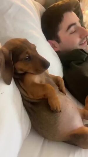 Bruna Lombardi Instagram - Ele adora sentar confortável e assistir séries. E você qual seu programa favorito de domingo?

#redefelicidade
#animals 
#dog