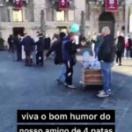 Bruna Lombardi Instagram - Sozinho faz sua festa e alegra a vida... #redefelicidade #animals #dog #felicidade #humor