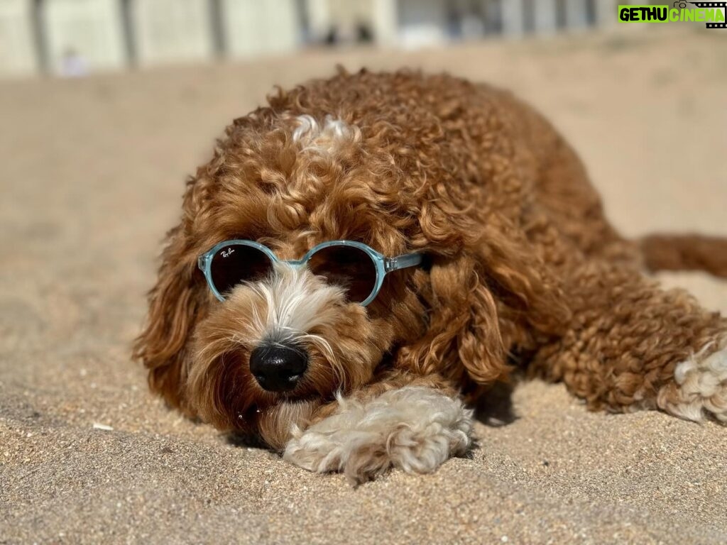 Élodie Fontan Instagram - Teddy en week end … 🐶🥳😎🍹🏰⛱️🌅🫏💖🏊🏻‍♂️🌞💐 #QuelleVieDeChien @chateau_daudrieu 🥰