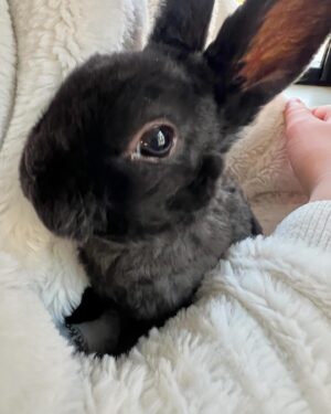 Élodie Gossuin Instagram - 3𝓮̀𝓶𝓮 𝓹𝓪𝓲𝓻𝓮 𝓭𝓮 𝓳𝓾𝓶𝓮𝓪𝓾𝔁 🥰🐰🐰

On a adopté des lapins de Pâques Pac & Man 😂❤️

Si vous leur donniez un prénom ? 😍

{ Joséphine & Léonard les ont baptisés Hoppi et Hippo }

🌻 Adoption à la ferme @jardinshautefontaine . Merci à vous et 🙌 pour l’agriculture que vous représentez si bien