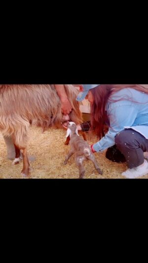 Özlem Balcı Instagram - Ulaştırma Bakanı olup tüm sevenleri birbirine kavuşturacağım diye hayal kurarken birden kendimi bizim ağılda buldum bundan sonra çobanım ben; ebegömeçleri😜🧿🧿😎😬😬🤣🤣🤣