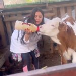 Özlem Balcı Instagram - Sarı buzağı ile mesaimiz🧿💜