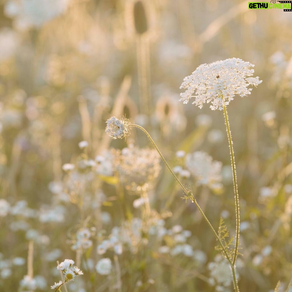 Carice van Houten Instagram - Zaai mee voor de natuur 🐝❤️ Het is inheemse zaaiweek! Hét moment om inheemse bloemen te zaaien is nu, in het najaar. Die zijn niet alleen prachtig, maar helpen insecten, vlinders en bijen enorm, want die zijn er vaak afhankelijk van. Het zijn planten die hier van nature komen. We zaaien met zoveel mogelijk mensen in zoveel mogelijk tuinen, op balkons en daken. Het is supersimpel. Doe je ook mee? Meer informatie vind je op www.inheemsezaaiweek.nl De inheemse zaaiweek is een non-profit initiatief van @gardenersworldnl de @bijenstichting en kweker van onbehandelde, gifvrije, inheemse zaden @cruydthoeck 📸 @liesbethdisbergen #duurzaamtuinieren #reddebij #hartvoorinheems #biologischtuinieren #tuintip