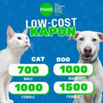 Carla Abellana Instagram - Repost from @pawsphilippines 𝗟𝗢𝗪-𝗖𝗢𝗦𝗧 𝗞𝗔𝗣𝗢𝗡 𝗣𝗔𝗥𝗔 𝗦𝗔 𝗔𝗟𝗔𝗚𝗔 𝗔𝗦𝗢’𝗧 𝗣𝗨𝗦𝗔🐾 Sa murang halaga, maaari niyong ipakapon ang inyong alagang aso’t pusa sa PAWS Clinic. Mag-book lamang ng appointment sa aming website: 𝗽𝗮𝘄𝘀.𝗼𝗿𝗴.𝗽𝗵/𝘀𝗰𝗵𝗲𝗱𝘂𝗹𝗲-𝗸𝗮𝗽𝗼𝗻 Huwag na nating hintaying dumami o manganak ang ating mga alaga. Para sa dumaraming aso at pusa, KAPON ANG SOLUSYON! Pin Location: The Philippine Animal Welfare Society Aurora Blvd. Katipunan Corner, Loyola Heights, Quezon City **wala po kaming ibang branch Office hours: 8am-5pm from Monday to Saturday (except Wednesdays and holidays) #pawsphilippines #kaponangsolusyon #kaponhinditapon #kaponclinic #SpayAndNeuter
