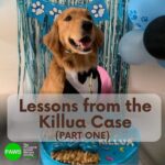 Carla Abellana Instagram – For those who want to argue, please read. Again, please read. Thank you. 🙏🏻

Reposted from @pawsphilippines 

We are posting answers to commonly asked questions related to the Killua dog-killing case and some lessons worth repeating to emphasize the importance of both responsible pet ownership and a humane animal control system. 

As we seek #JUSTICEFORKILLUA, let us also be vigilant in the campaign for humane forms of animal control and responsible pet ownership. 

******
UPDATE ON #JUSTICEFORKILLUA 
Last Monday, PAWS and Killua’s fur-mom Vina filed a case against Anthony Solares who was caught on CCTV chasing after the dog and then beating Killua to death. The preliminary investigation is now being handled by the Office of the Provincial Prosecutor of Camarines Sur. 

Over the next few weeks, we are expecting a Resolution from the above mentioned office and we are also expecting that a subpoena will be issued for Solares

We are grateful to volunteer lawyers from CamSur, Atty. Alyssa Mary John P. Abanes and Atty. Aldrin Carlos Niño A. Mereria, for their legal assistance. We also acknowledge and commend the bravery of the witnesses who have come forward, as well as the invaluable support rendered by the Bato Municipal Police Station.