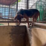 Carla Abellana Instagram - Reposted from @pawssionproject We’ll let the videos speak for the voiceless animals at the pound. Despite all our efforts to continuously feed them, give them medication and even bathe them, they still live in hell at the pound especially as they continue to impound everyday even if the pound is already full, because they just want to satisfy every individual’s impounding request. So many of the dogs are not even aggressive. We are exhausted but we have to keep on trying until we find adopters for them, until their owners see that they are here, until the government hears their cries. ADOPT DON’T SHOP! Spay and neuter. Be a responsible pet parent. And to the government, PLEASE, ANIMAL WELFARE NEEDS HELP.