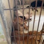 Carla Abellana Instagram - Reposted from @pawssionproject We’ll let the videos speak for the voiceless animals at the pound. Despite all our efforts to continuously feed them, give them medication and even bathe them, they still live in hell at the pound especially as they continue to impound everyday even if the pound is already full, because they just want to satisfy every individual’s impounding request. So many of the dogs are not even aggressive. We are exhausted but we have to keep on trying until we find adopters for them, until their owners see that they are here, until the government hears their cries. ADOPT DON’T SHOP! Spay and neuter. Be a responsible pet parent. And to the government, PLEASE, ANIMAL WELFARE NEEDS HELP.