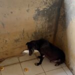 Carla Abellana Instagram - Reposted from @pawssionproject We’ll let the videos speak for the voiceless animals at the pound. Despite all our efforts to continuously feed them, give them medication and even bathe them, they still live in hell at the pound especially as they continue to impound everyday even if the pound is already full, because they just want to satisfy every individual’s impounding request. So many of the dogs are not even aggressive. We are exhausted but we have to keep on trying until we find adopters for them, until their owners see that they are here, until the government hears their cries. ADOPT DON’T SHOP! Spay and neuter. Be a responsible pet parent. And to the government, PLEASE, ANIMAL WELFARE NEEDS HELP.
