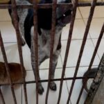 Carla Abellana Instagram - Reposted from @pawssionproject We’ll let the videos speak for the voiceless animals at the pound. Despite all our efforts to continuously feed them, give them medication and even bathe them, they still live in hell at the pound especially as they continue to impound everyday even if the pound is already full, because they just want to satisfy every individual’s impounding request. So many of the dogs are not even aggressive. We are exhausted but we have to keep on trying until we find adopters for them, until their owners see that they are here, until the government hears their cries. ADOPT DON’T SHOP! Spay and neuter. Be a responsible pet parent. And to the government, PLEASE, ANIMAL WELFARE NEEDS HELP.