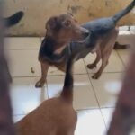 Carla Abellana Instagram - Reposted from @pawssionproject We’ll let the videos speak for the voiceless animals at the pound. Despite all our efforts to continuously feed them, give them medication and even bathe them, they still live in hell at the pound especially as they continue to impound everyday even if the pound is already full, because they just want to satisfy every individual’s impounding request. So many of the dogs are not even aggressive. We are exhausted but we have to keep on trying until we find adopters for them, until their owners see that they are here, until the government hears their cries. ADOPT DON’T SHOP! Spay and neuter. Be a responsible pet parent. And to the government, PLEASE, ANIMAL WELFARE NEEDS HELP.