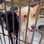 Carla Abellana Instagram - Reposted from @pawssionproject We’ll let the videos speak for the voiceless animals at the pound. Despite all our efforts to continuously feed them, give them medication and even bathe them, they still live in hell at the pound especially as they continue to impound everyday even if the pound is already full, because they just want to satisfy every individual’s impounding request. So many of the dogs are not even aggressive. We are exhausted but we have to keep on trying until we find adopters for them, until their owners see that they are here, until the government hears their cries. ADOPT DON’T SHOP! Spay and neuter. Be a responsible pet parent. And to the government, PLEASE, ANIMAL WELFARE NEEDS HELP.