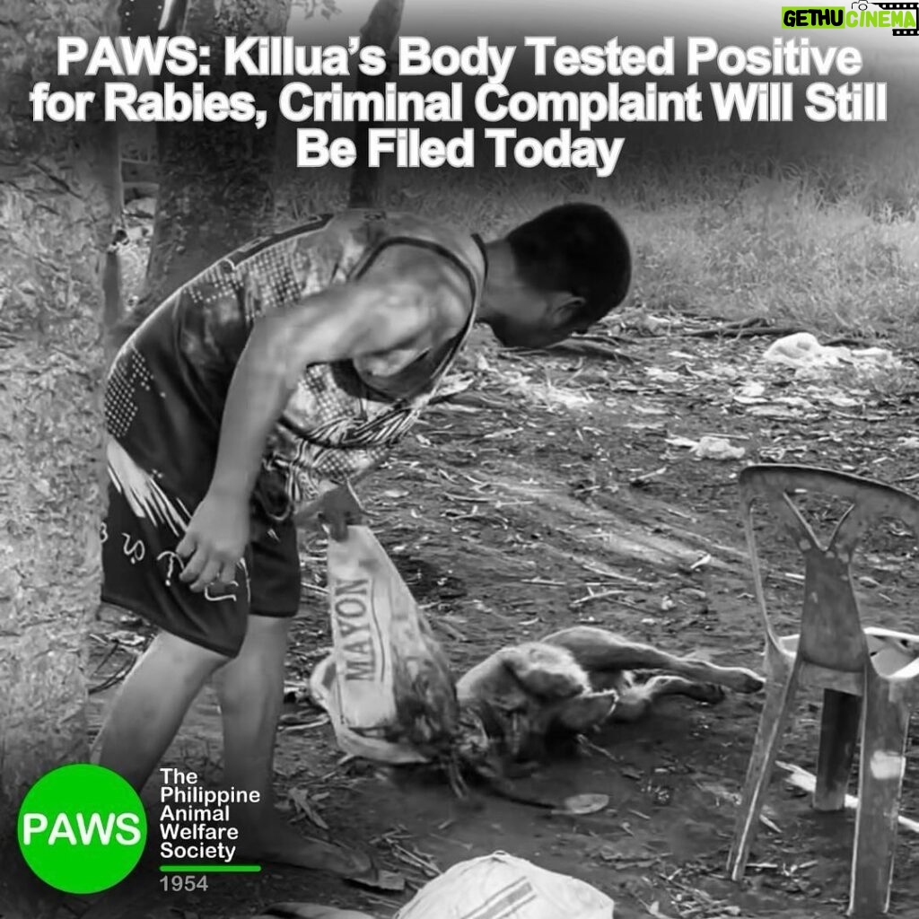 Carla Abellana Instagram - Please read the ENTIRE caption. 🙏🏻 Reposted from • @pawsphilippines PAWS: Killua’s Body Tested Positive for Rabies, Criminal Complaint Will Still Be Filed Today PAWS would like to inform the public that Killua’s body tested positive for rabies and urges those who may have been scratched or bitten by the dog to immediately get post-exposure shots. This includes pet owner Vina Arazas who hugged the bloodied body of her beloved dog when she found him at a known dog slaughter area in Sta Cruz, Bato, Camarines Sur. While the result of the testing may not be accurate due to the fact that the body had already been buried for five days prior to testing and may have been contaminated from being in an area where many stray dogs have already been slaughtered, PAWS is making this announcement to ensure that any bites or scratches will be reported promptly in the interest of public health and safety. In the BAI’s Manual of Procedure for Rabies, the standard protocol for an animal suspected to be afflicted with rabies is for it to “be observed for fourteen (14) days or, in case of highly suspected rabies cases, be humanely euthanised with no damage to the head. “ PAWS is still set to file criminal charges against Anthony Solares for animal cruelty as CCTV footages show that he was the one who chased the dog and even poked Killua while the animal was hiding under a car in order to make it come out so he could beat Killua to death. PAWS is also filing charges of Anti Rabies Act or RA 9482 violation for engaging in dog meat trade. After killing Killua, Solares brought the dog to a known slaughterhouse and dog meat cooking area. Solares owns a carinderia business which sells meat viands near the dog slaughter area. PAWS also calls on any one who may have consumed dogs coming from the area where Killua’s body was found to get post exposure shots. “They are at great risk. Dog meat traders are not only cruel people but pose a serious threat to public health.” #JusticeForKillua #endanimalcruelty #PAWSphilippines #animalwelfare #NoToDogMeat #NoToDogMeatTrade #NoToAnimalCruelty