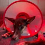 Carla Abellana Instagram - Please please please donate, even just a little. 🥺🙏🏻 Reposted from @pawssionproject Just a few of the recent cases we accommodated. Ferdie’s running bill as of 2 days ago was 40k Ayana’s surgery and initial tests and medication 67,300 A few new rescued in Bacolod 23k Kashie 21,850 Febor Initial 18k Ongoing medications and chemo sessions of the Paco dogs Atleast 9 rescues from Tandang Sora yet to be posted And these are all ongoing medications and rehab. Just for the new cases alone, we need over ₱300,000 for the rescues’ vettings and treatment. We all need your help. We have already settled atleast 50% of these. These are all on top of our monthly operational expenses of atleast 600-700 rescues for both shelters with now atleast 700 rescues. Thankfully we have inkind dogfood donations recently, without that, our monthly opex including medical missions and strayfeeding would be atleast 1M every month. Every donation and sponsorship matters to help us continue the work we do. Despite all our efforts to rehome, educate and spay and neuter, there’s still so much more to be done. Lets all help each other. For the animals.