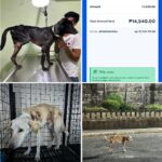 Carla Abellana Instagram - Please please please donate, even just a little. 🥺🙏🏻 Reposted from @pawssionproject Just a few of the recent cases we accommodated. Ferdie’s running bill as of 2 days ago was 40k Ayana’s surgery and initial tests and medication 67,300 A few new rescued in Bacolod 23k Kashie 21,850 Febor Initial 18k Ongoing medications and chemo sessions of the Paco dogs Atleast 9 rescues from Tandang Sora yet to be posted And these are all ongoing medications and rehab. Just for the new cases alone, we need over ₱300,000 for the rescues’ vettings and treatment. We all need your help. We have already settled atleast 50% of these. These are all on top of our monthly operational expenses of atleast 600-700 rescues for both shelters with now atleast 700 rescues. Thankfully we have inkind dogfood donations recently, without that, our monthly opex including medical missions and strayfeeding would be atleast 1M every month. Every donation and sponsorship matters to help us continue the work we do. Despite all our efforts to rehome, educate and spay and neuter, there’s still so much more to be done. Lets all help each other. For the animals.