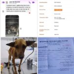 Carla Abellana Instagram - Please please please donate, even just a little. 🥺🙏🏻 Reposted from @pawssionproject Just a few of the recent cases we accommodated. Ferdie’s running bill as of 2 days ago was 40k Ayana’s surgery and initial tests and medication 67,300 A few new rescued in Bacolod 23k Kashie 21,850 Febor Initial 18k Ongoing medications and chemo sessions of the Paco dogs Atleast 9 rescues from Tandang Sora yet to be posted And these are all ongoing medications and rehab. Just for the new cases alone, we need over ₱300,000 for the rescues’ vettings and treatment. We all need your help. We have already settled atleast 50% of these. These are all on top of our monthly operational expenses of atleast 600-700 rescues for both shelters with now atleast 700 rescues. Thankfully we have inkind dogfood donations recently, without that, our monthly opex including medical missions and strayfeeding would be atleast 1M every month. Every donation and sponsorship matters to help us continue the work we do. Despite all our efforts to rehome, educate and spay and neuter, there’s still so much more to be done. Lets all help each other. For the animals.