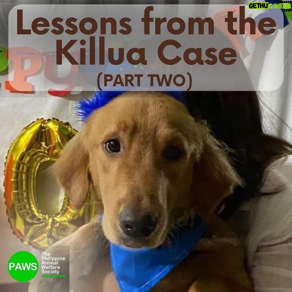 Carla Abellana Instagram - Part 2 Reposted from @pawsphilippines Here is the second part of PAWS’ answers to commonly asked questions related to the Killua dog-killing case. Included in them are some lessons worth repeating to emphasize the importance of both responsible pet ownership and a humane animal control system. The case has shone the spotlight on the fact that the reason for non-prosecution of animal offenders is not because the law is weak, but because of the refusal of many witnesses to file cases. In Bato, Camarines Sur, long before the Killua case, stray dog capture and killing by tanods and bystanders was rampant. The dogs end up in a known “ slaughterhouse” in the area. It is hoped that Killua’s case will put an end to many acts of animal cruelty in the area. With your help in this fight, we can protect animals and humans. #justiceforKillua #endanimalcruelty #animalwelfare #pawsphilippines