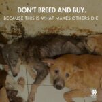 Carla Abellana Instagram - Reposted from @pawssionproject We’ll let the videos speak for the voiceless animals at the pound. Despite all our efforts to continuously feed them, give them medication and even bathe them, they still live in hell at the pound especially as they continue to impound everyday even if the pound is already full, because they just want to satisfy every individual’s impounding request. So many of the dogs are not even aggressive. We are exhausted but we have to keep on trying until we find adopters for them, until their owners see that they are here, until the government hears their cries. ADOPT DON’T SHOP! Spay and neuter. Be a responsible pet parent. And to the government, PLEASE, ANIMAL WELFARE NEEDS HELP.