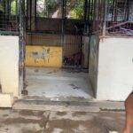 Carla Abellana Instagram - Reposted from @pawssionproject We’ll let the videos speak for the voiceless animals at the pound. Despite all our efforts to continuously feed them, give them medication and even bathe them, they still live in hell at the pound especially as they continue to impound everyday even if the pound is already full, because they just want to satisfy every individual’s impounding request. So many of the dogs are not even aggressive. We are exhausted but we have to keep on trying until we find adopters for them, until their owners see that they are here, until the government hears their cries. ADOPT DON’T SHOP! Spay and neuter. Be a responsible pet parent. And to the government, PLEASE, ANIMAL WELFARE NEEDS HELP.