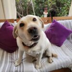 Carla Jara Instagram - Tengo a la mejor compañera, mi Sky! 😍🐶 Lindo día bellezas, q sea un gran miércoles!!!!