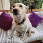 Carla Jara Instagram - Tengo a la mejor compañera, mi Sky! 😍🐶 Lindo día bellezas, q sea un gran miércoles!!!!