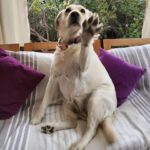 Carla Jara Instagram - Tengo a la mejor compañera, mi Sky! 😍🐶 Lindo día bellezas, q sea un gran miércoles!!!!