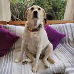 Carla Jara Instagram - Tengo a la mejor compañera, mi Sky! 😍🐶 Lindo día bellezas, q sea un gran miércoles!!!!