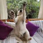 Carla Jara Instagram - Tengo a la mejor compañera, mi Sky! 😍🐶 Lindo día bellezas, q sea un gran miércoles!!!!