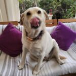 Carla Jara Instagram - Tengo a la mejor compañera, mi Sky! 😍🐶 Lindo día bellezas, q sea un gran miércoles!!!!