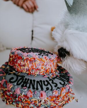 Carly Pearce Instagram - Johnny & June are 4 today!!! These 2 are truly my besties & the most unconditional lovers I’ve ever had. Here’s to living 100 years my sweets 🐶🤍🐶