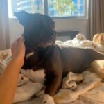 Carmen Carrera Instagram - Happy 3rd birthday to my boys 🐾 Best decision I ever made 🐶🐶🦴 @kaiandkoby My dogs really taught me how to express love without words and most importantly patience, service, responsibility, kindness, discipline, and respect. I love them so much 🥰 They have very big personalities & do challenge my patience sometimes but I love every minute. 💯 #dogmom