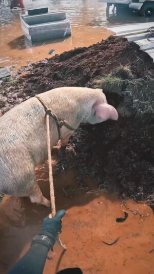 Caroline Dallarosa Instagram - Por favor vamos ajudar o RS, animais precisam de atenção, a população precisa de ajuda! Não vamos esquecer ninguém por favor 🥺 hoje oro por todas as famílias e animais, que Deus proteja a todos. 
DOE PELO QR CODE OU PELO PIX CHAVE CNPJ 
92.958.800/0001-38 
ESTOU ACOMPANHANDO O RESGATE DOS ANIMAIS POR FAVOR ESCREVAM ONGS OU PESSOAS QUE ESTÃO AJUDANDO NO RESGATE DOS PELUDOS!!!